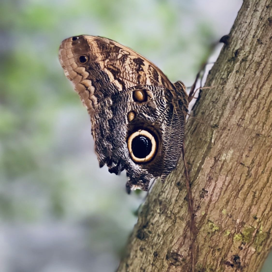Forests: The True Owners of Our Planet — A Call for Peace